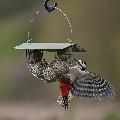 Suet ball basket feeder with roof product photo back T
