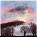 Sunset murmuration Christmas cards, pack of 10 product photo default T