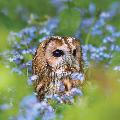 Tawny owl greetings card product photo default T