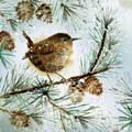 Watercolour Wren Christmas cards, pack of 10 product photo default T