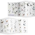 Wetland birds identifier chart - RSPB ID Spotlight series product photo side T