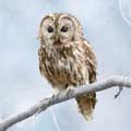 Wise Owl Christmas cards, pack of 10 product photo default T