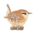 RSPB Wren pin badge product photo default T