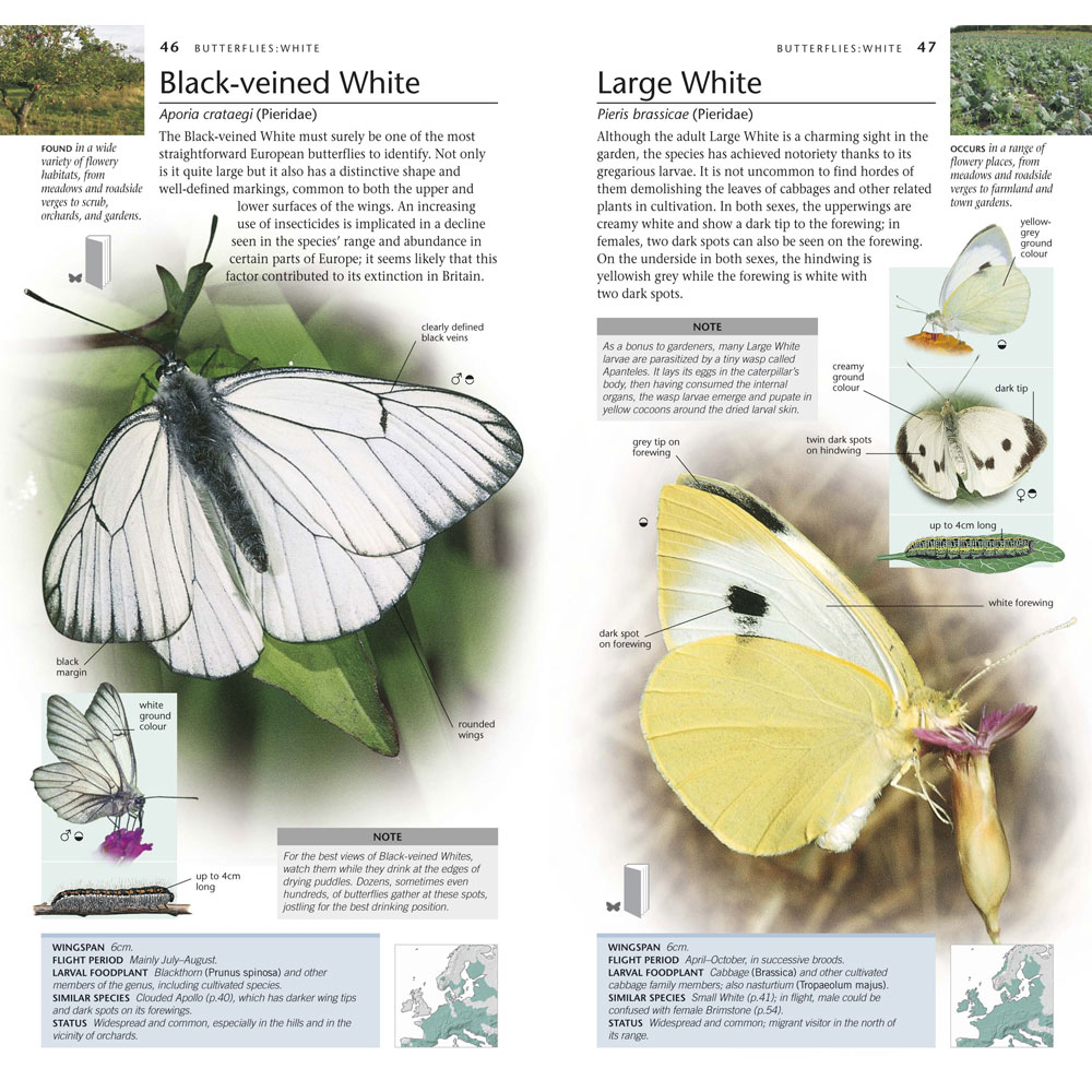 RSPB Pocket Nature Butterflies And Moths - Bird & Wildlife Pocket Guides