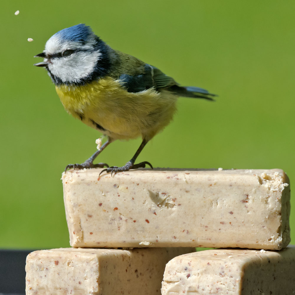 Super suet bars x6 Suet blocks, cakes and bars