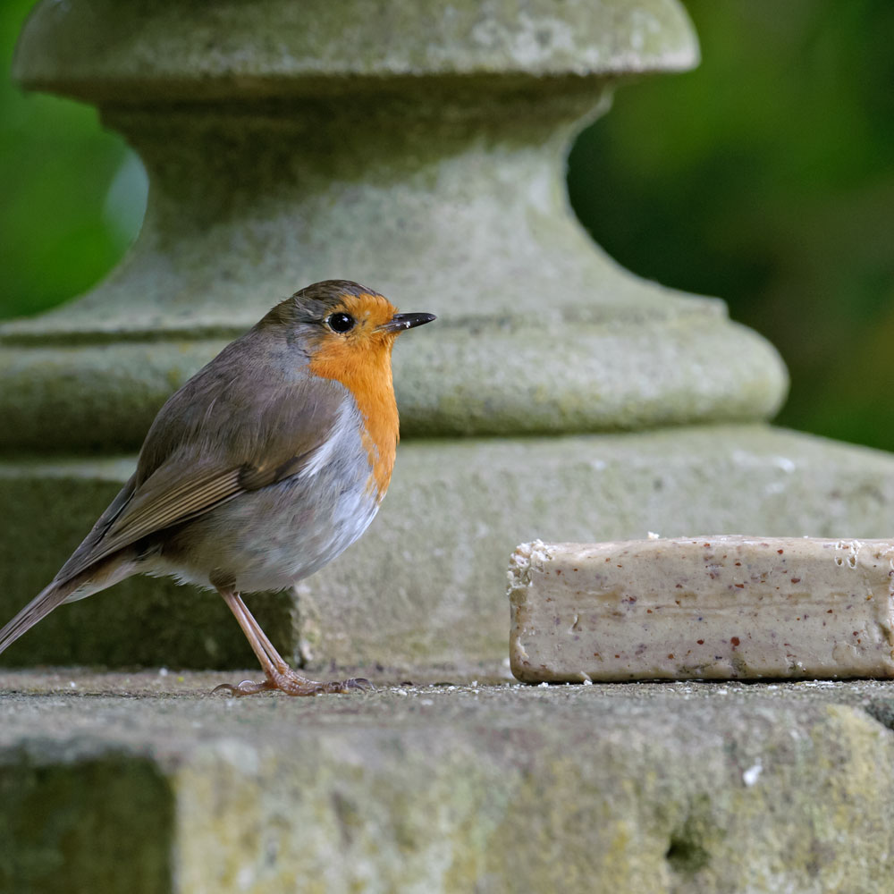 Super suet bars x6 Suet blocks, cakes and bars