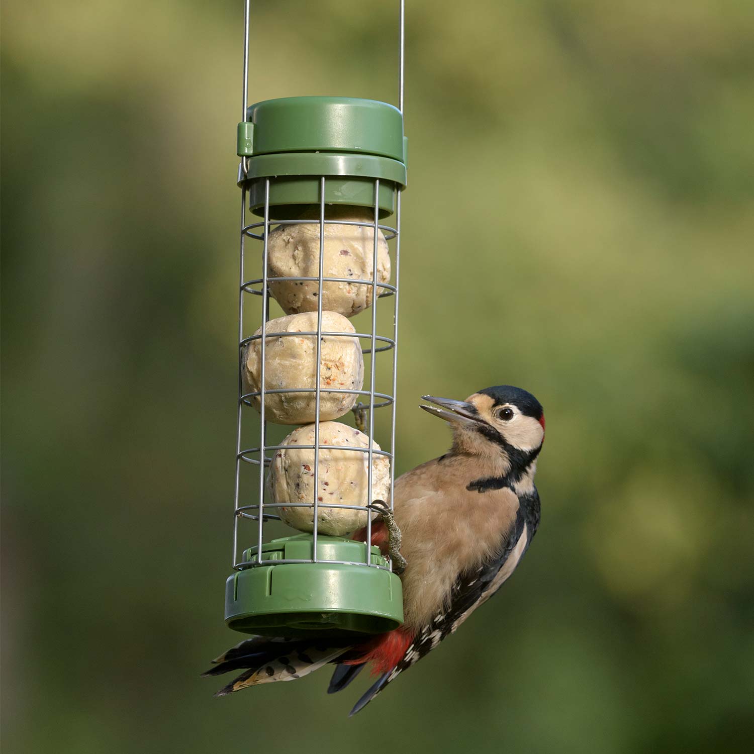 RSPB Classic easyclean suet feeder Suet bird feeders