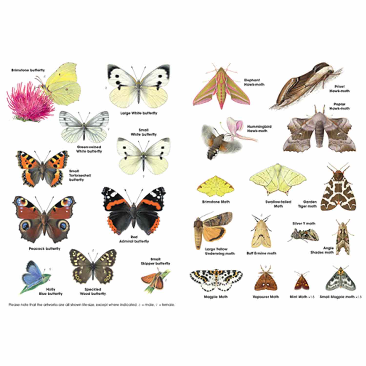 RSPB ID Spotlight - Identify garden bugs - Wildlife charts