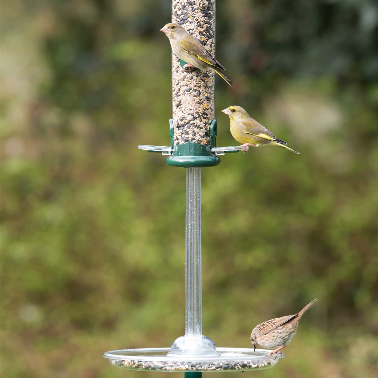 Pigeon seed tray adaptor - Feeder trays