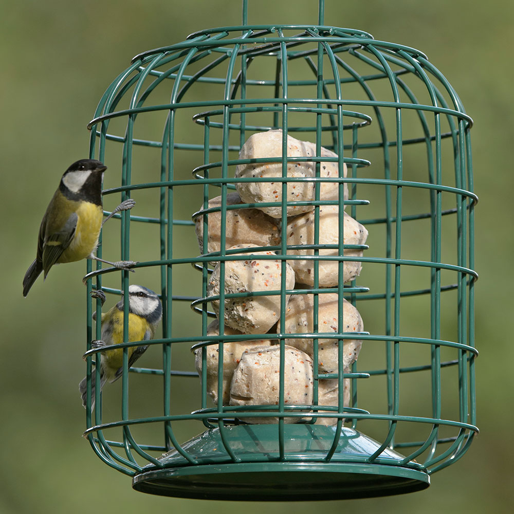 RSPB Suet feeder and guardian Suet bird feeders