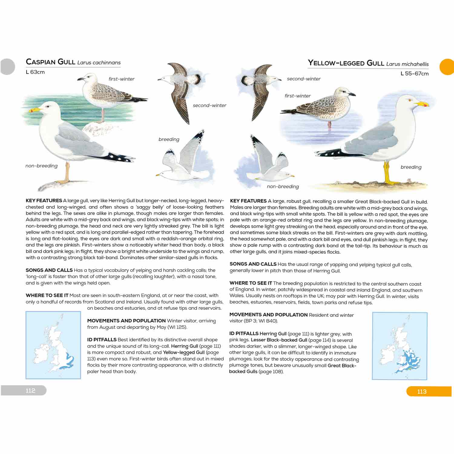 RSPB Pocket Guide To British Birds - Bird & Wildlife Pocket Guides