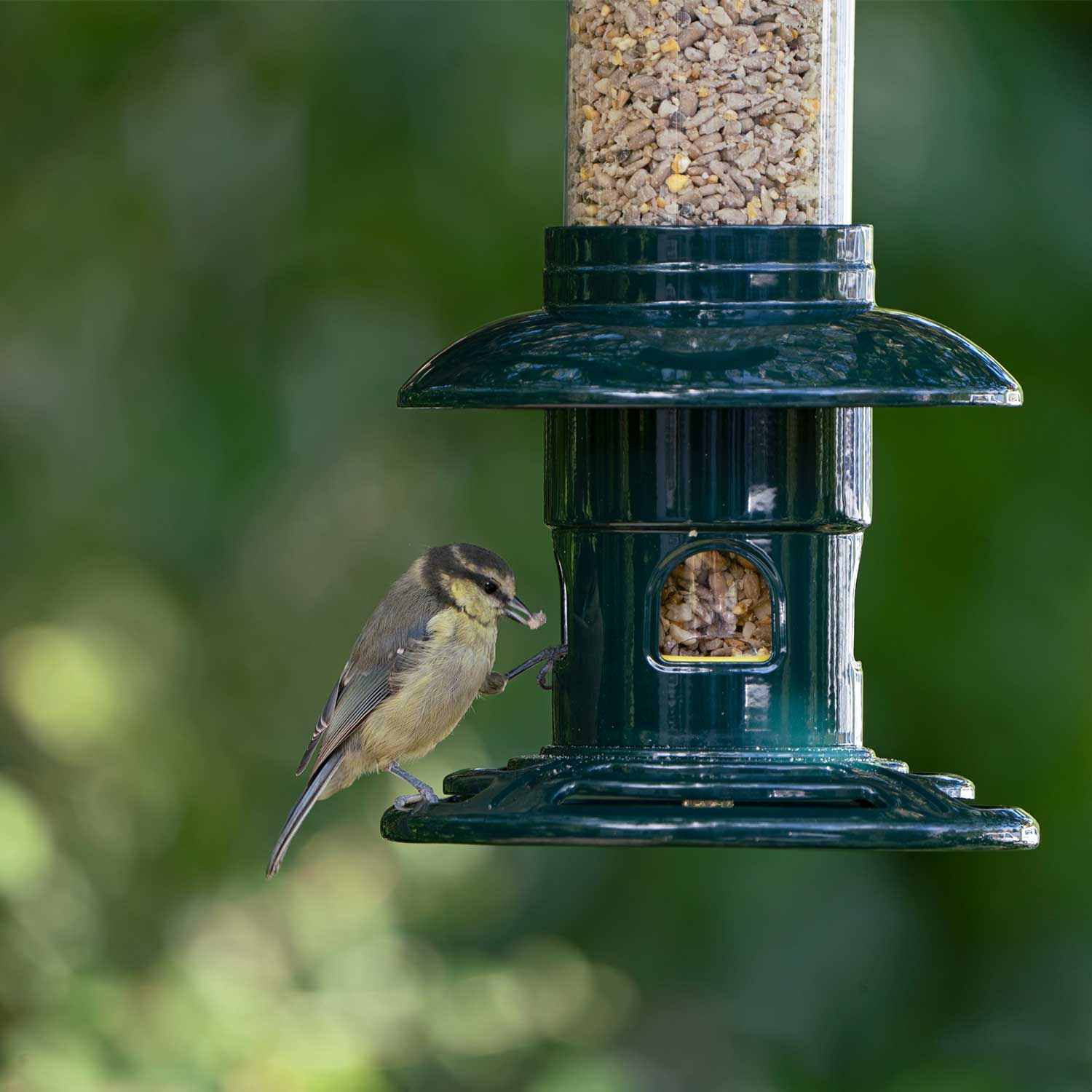 Squirrel Buster Evolution seed feeder - Squirrel deterrent