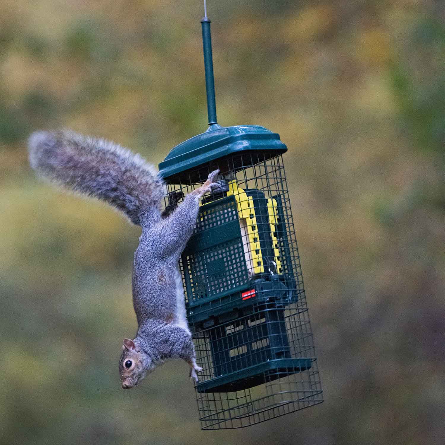 Squirrel Buster suet feeder Squirrel deterrent