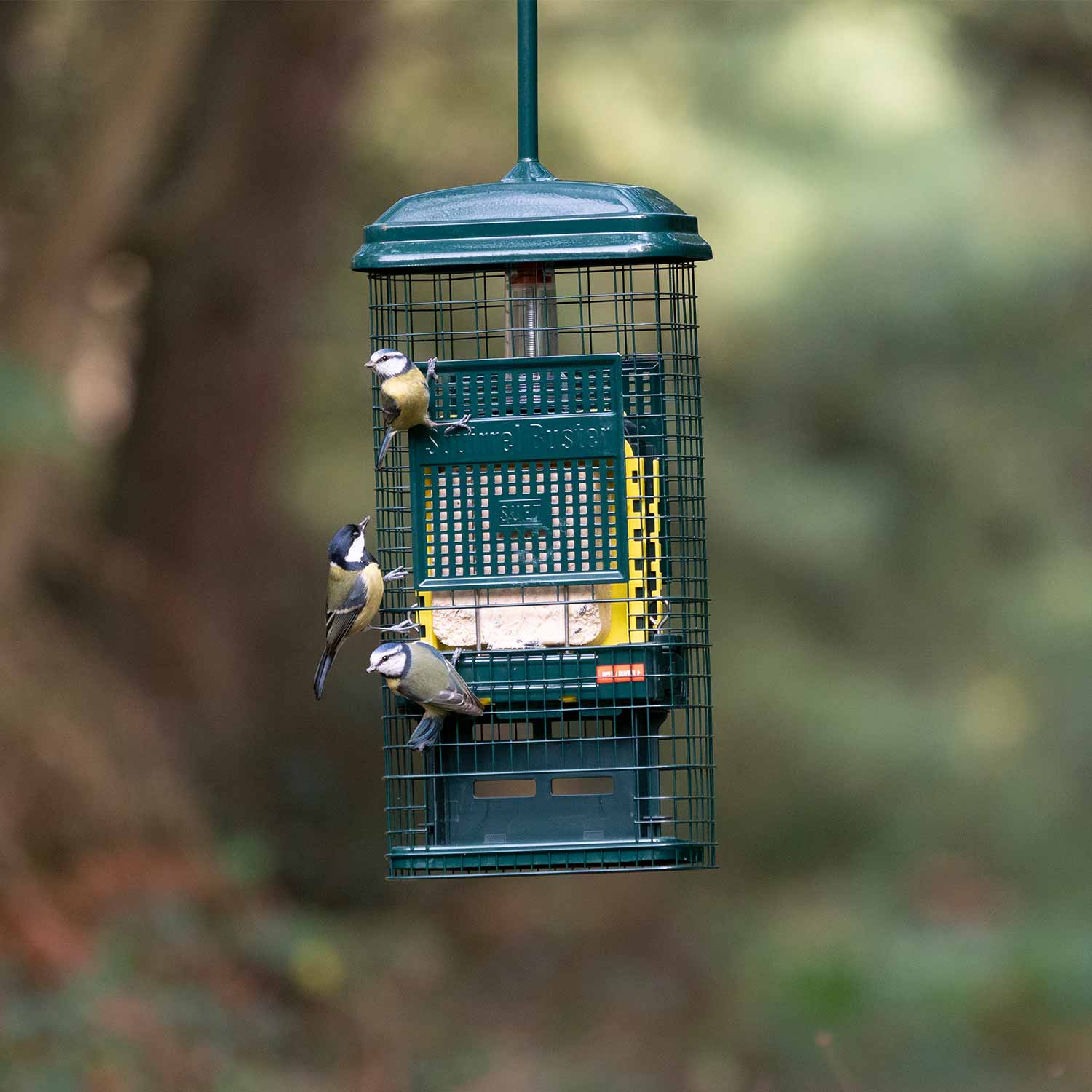 Squirrel Buster suet feeder - Squirrel deterrent