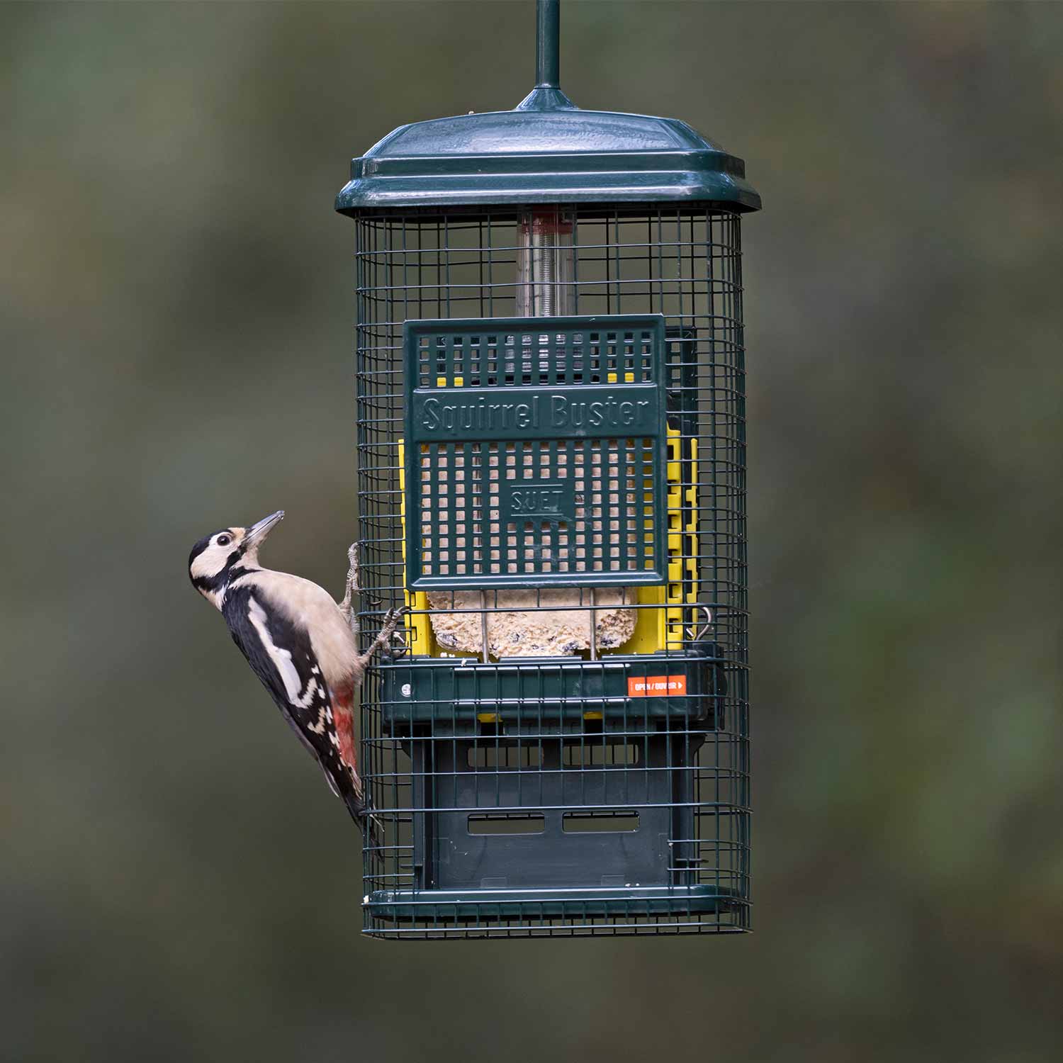 Squirrel Buster suet feeder Squirrel deterrent
